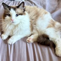 Photo of Yumi Ragdoll