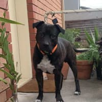 Photo of Buster
