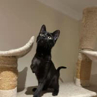 Photo of Gomez   Located In Pakenham