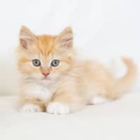 Photo of Fawkes