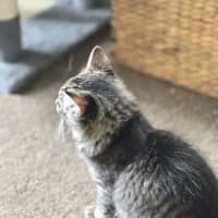 Photo of Fluffy