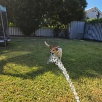 Photo of Wicket   7 Year Old Jack Russell X