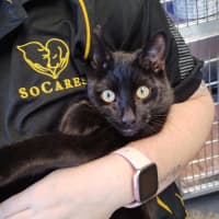 Photo of Ace   Now Available At Pet Quarters Morisset