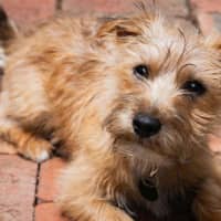 Photo of Albie Valenti