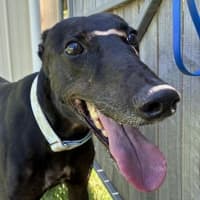 Photo of Penny Dawn Vaughan (Prev. Coupon)