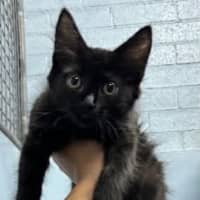 Photo of Salem