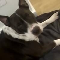 Photo of Willow 