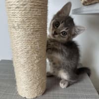 Photo of Captain Meow Gan 