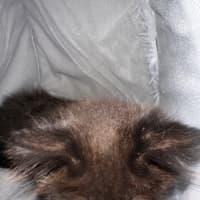 Photo of Cinder