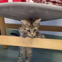 Photo of Daphne