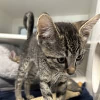 Photo of Simba