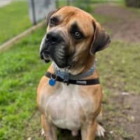 Photo of Goliath