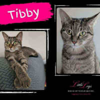 Photo of Tibby
