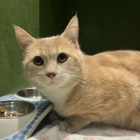 Photo of Nemo