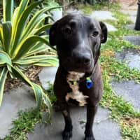 Photo of Bobby *$350 Adoption Fee*