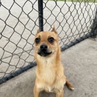 Photo of Foxy