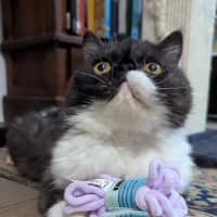 Photo of Penny