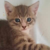 Photo of Rambo