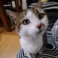 Photo of Little Girl