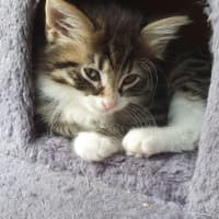 Photo of Kit Kat