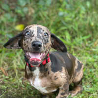 Photo of Otto