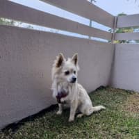 Photo of Dumpling   10 Month Old Pomeranian X Spitz