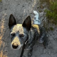 Photo of Fella   2 Year Old Cattle Dog (On Trial)
