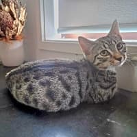 Photo of Romeo
