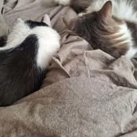 Photo of Little Guy   In Foster In Care In Brunswick East