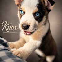 Photo of Knox