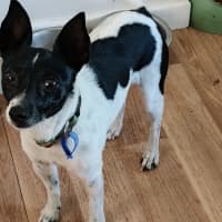 Photo of Pippa