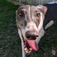 Photo of Tricia The Greyhound