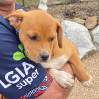 Photo of Ginger