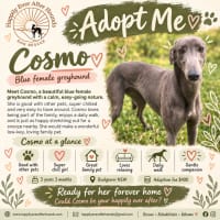Photo of Cosmo
