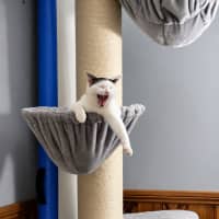 Photo of Domino
