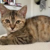 Photo of Big Sister