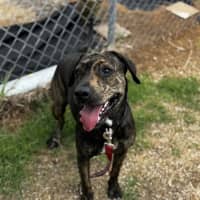 Photo of Sloan (68382)