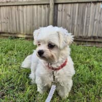 Photo of Bickie