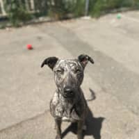 Photo of Delilah