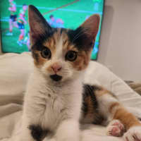 Photo of Briar
