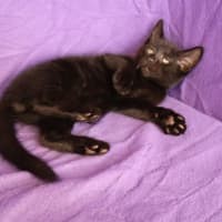 Photo of Tails