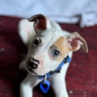 Photo of Miguel   11 Week Old Staffy X Kelpie