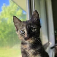 Photo of Paisley