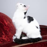 Photo of Luna