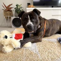 Photo of Sugar