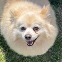 Photo of Daisy   12 Year Old Pomeranian 