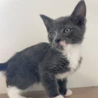 Photo of C1577 Frodo