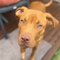 Photo of Bronson