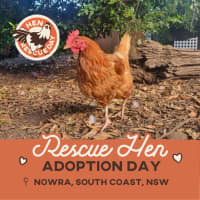 Photo of Rescue Hens