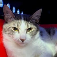 Photo of Poppy